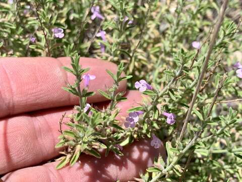 Слика од Hedeoma drummondii var. drummondii