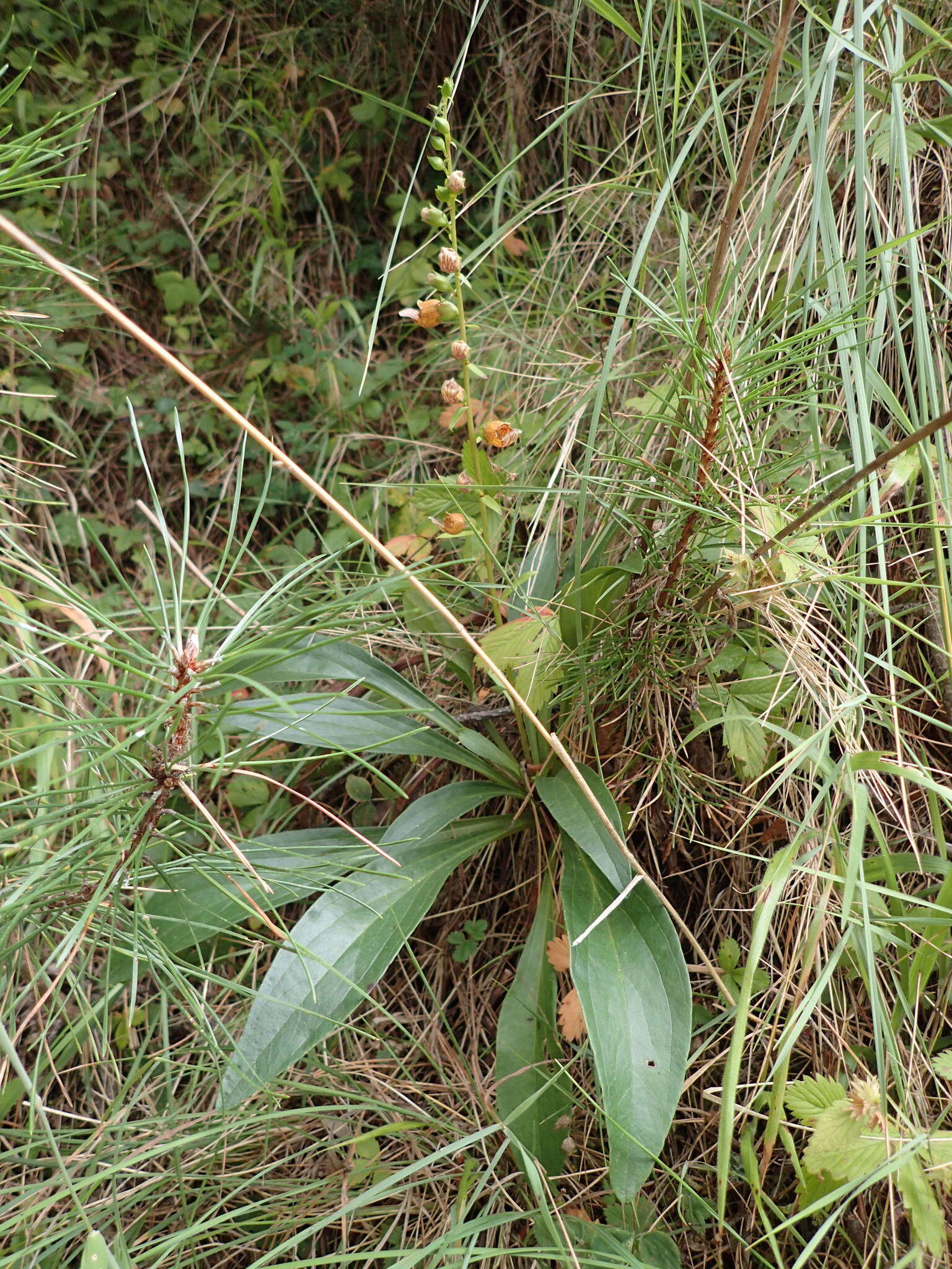 Imagem de Digitalis laevigata Waldst. & Kit.