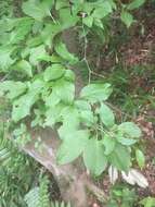 Image of Ilex macropoda Miq.