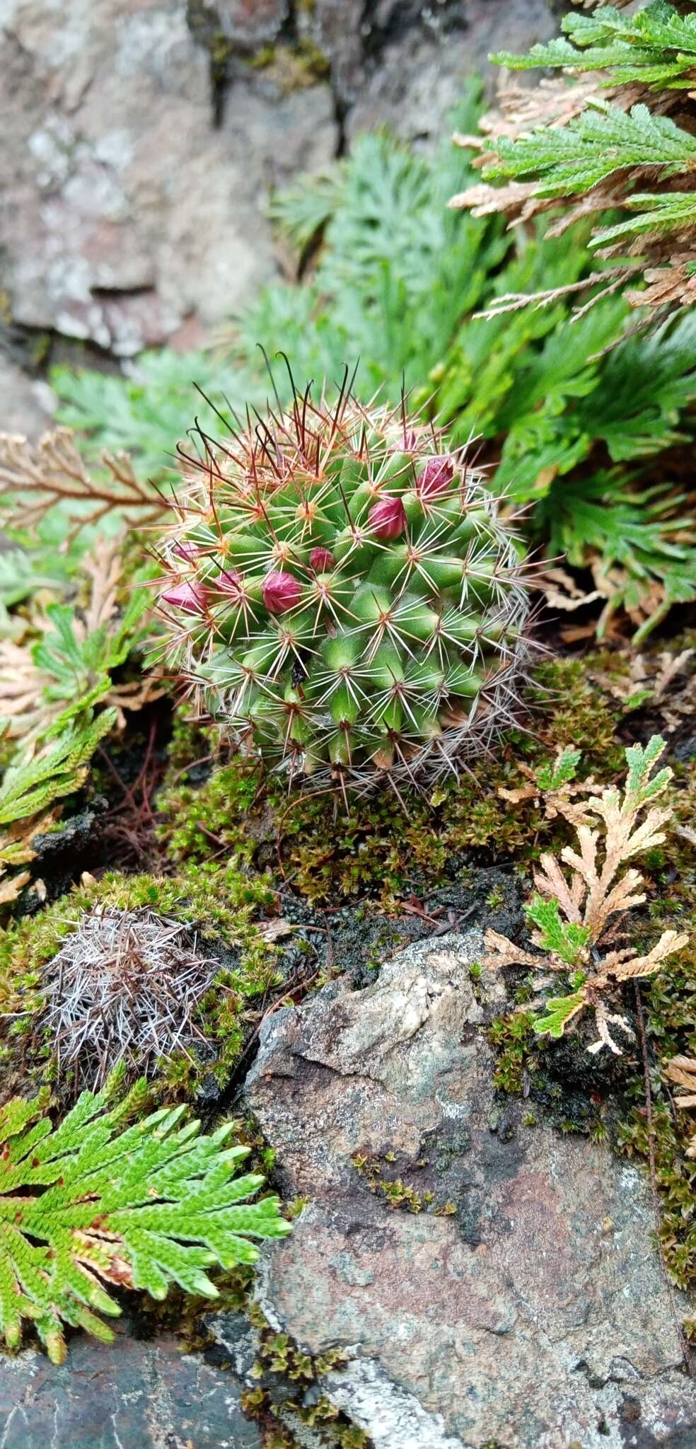 Image of Mammillaria xaltianguensis subsp. bambusiphila (Repp.) D. R. Hunt