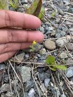 Image of northern tansymustard