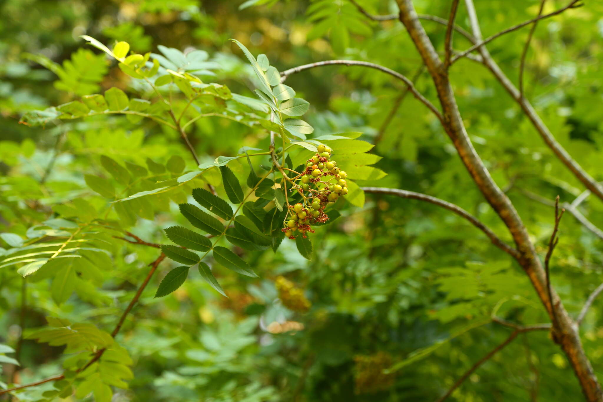 Image of Cascade mountain ash