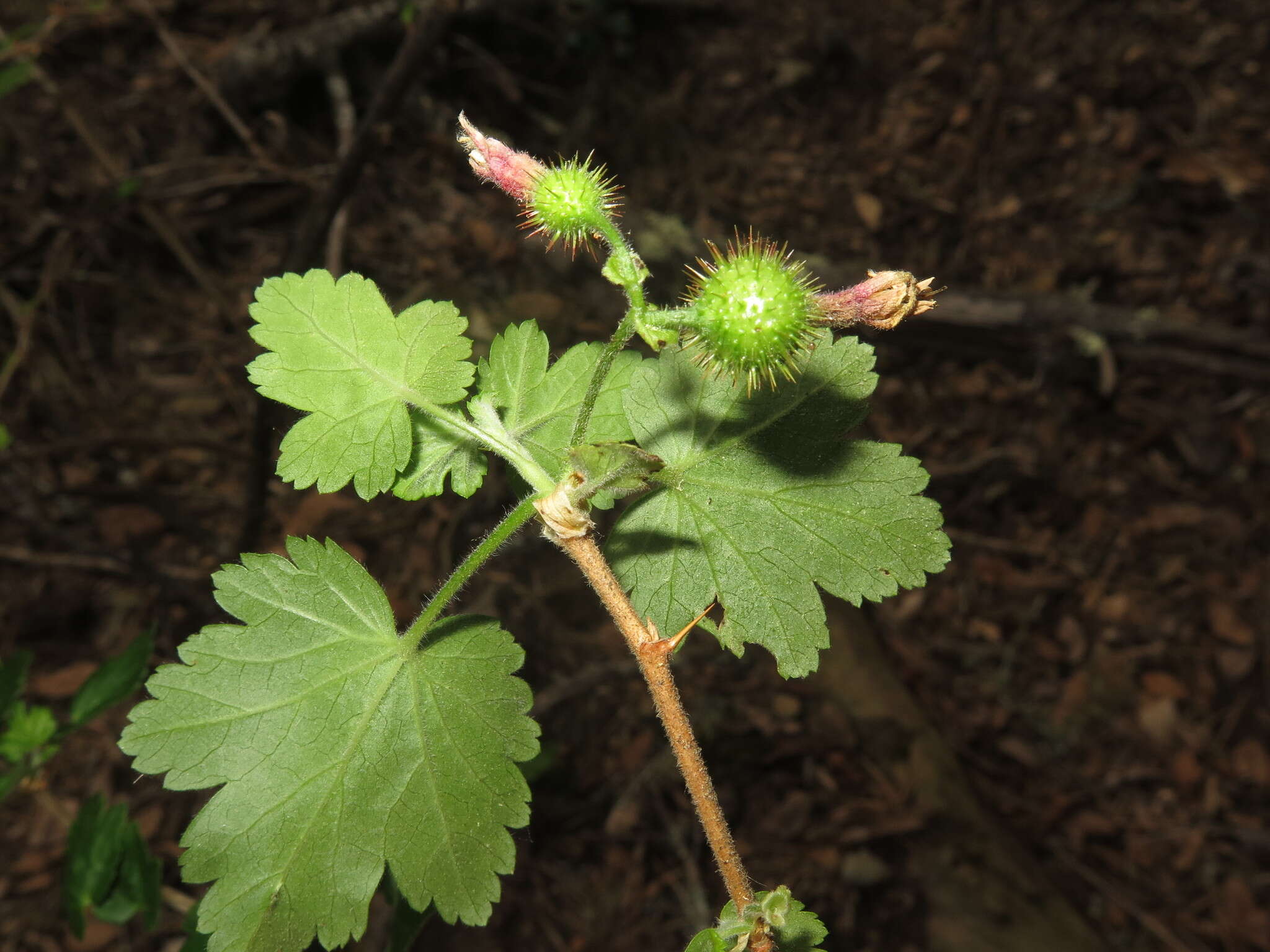 Image of Santa Cruz gooseberry