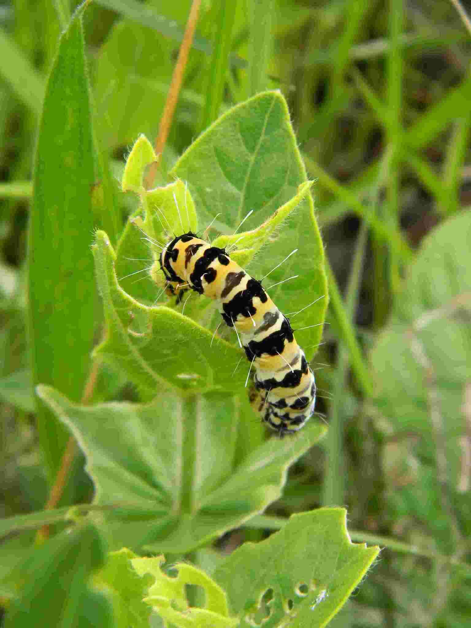 Image of Rhanidophora phedonia Stoll 1782