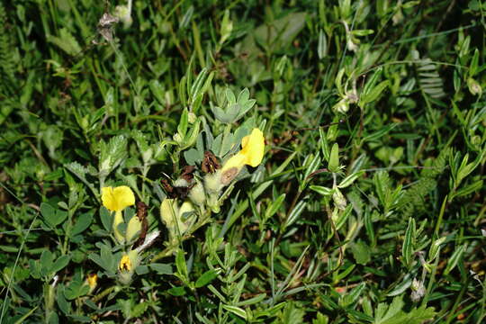 Слика од Cytisus hirsutus subsp. polytrichus (M. Bieb.) Hayek