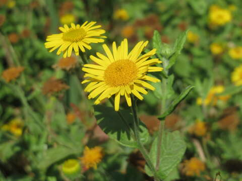 Pulicaria dysenterica (L.) Bernh. resmi