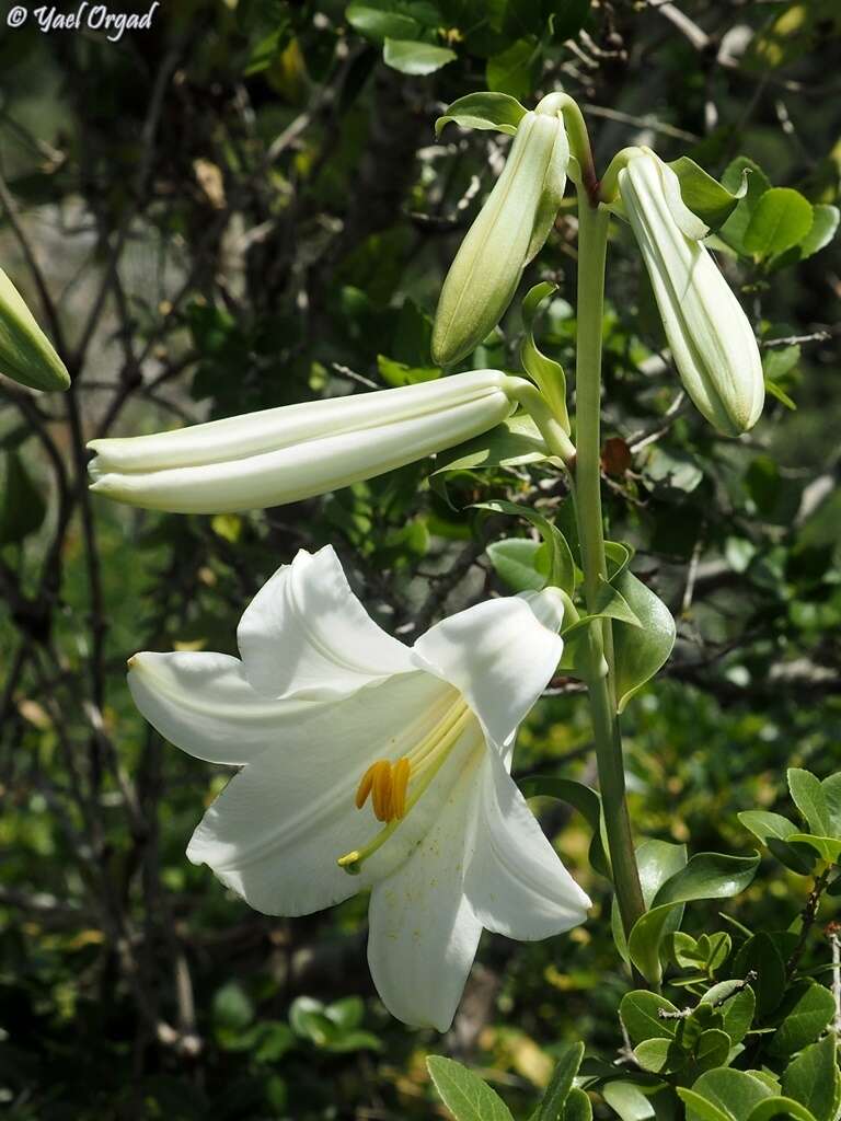 Image of Madonna lily