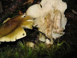 Tricholoma viridiolivaceum G. Stev. 1964的圖片