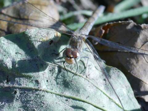 Image of Common Darter