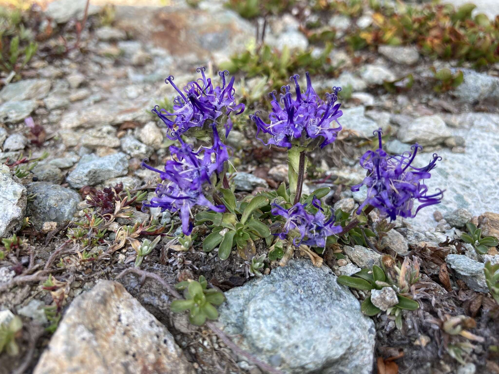 Sivun Phyteuma globulariifolium Sternb. & Hoppe kuva