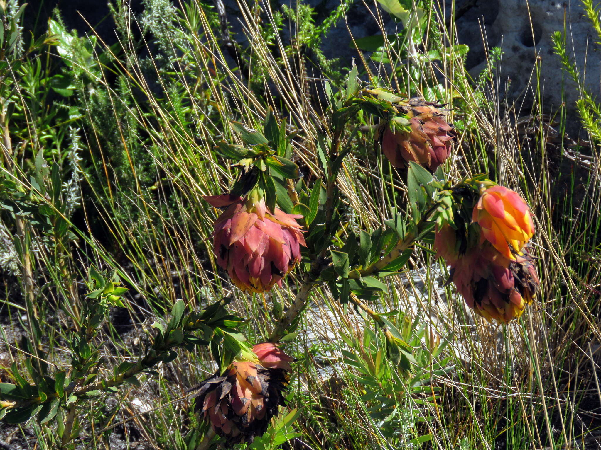 Plancia ëd Liparia splendens subsp. splendens