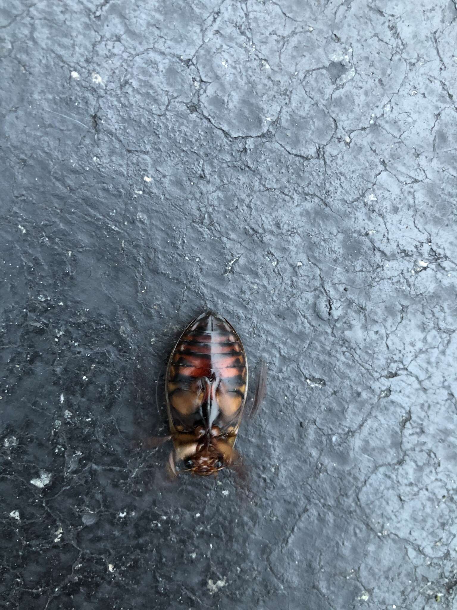 Image of Understriped Diving Beetle