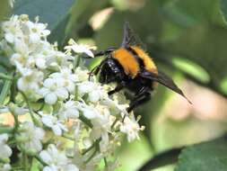 Plancia ëd Bombus hortulanus Friese 1904