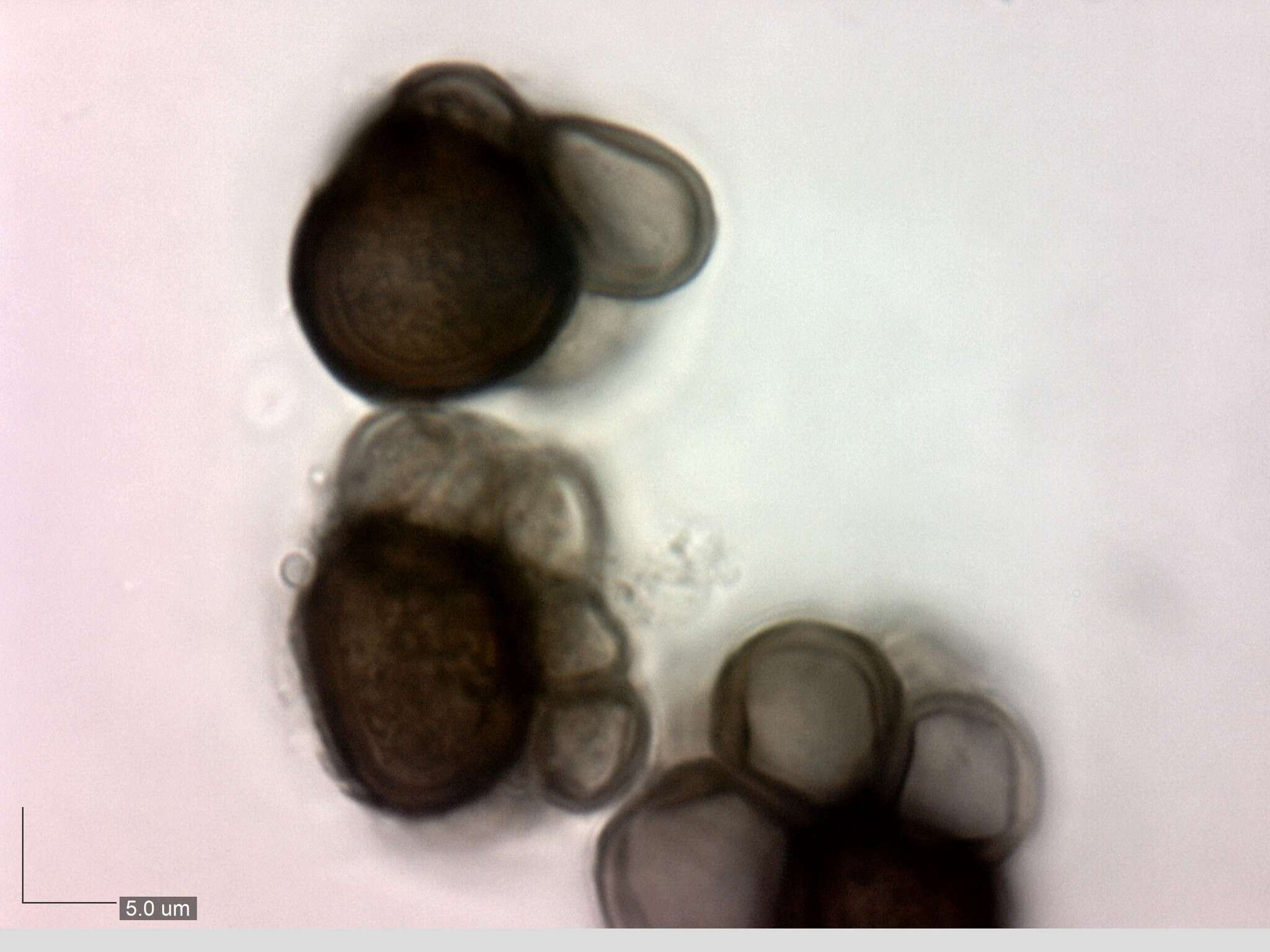 Plancia ëd Urocystis anemones (Pers.) G. Winter 1880