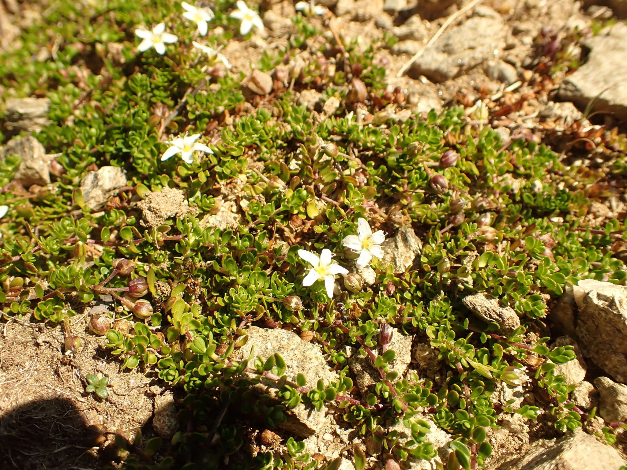 Image of Zweiblütiges Sandkraut