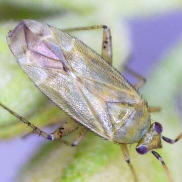 Image de Plagiognathus chrysanthemi (Wolff 1804)