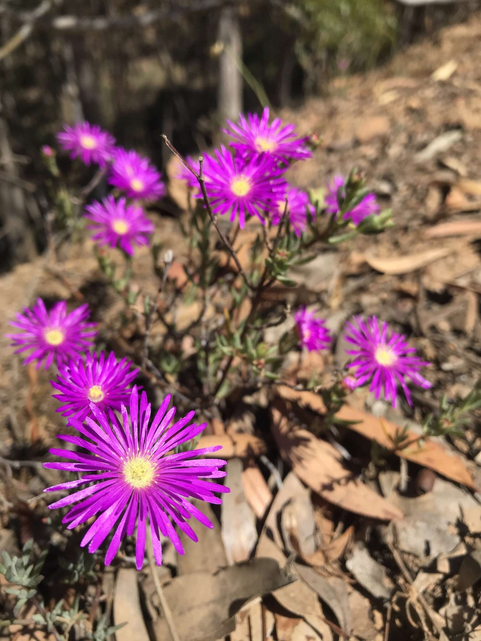 Image of Lampranthus emarginatus (L.) N. E. Br.