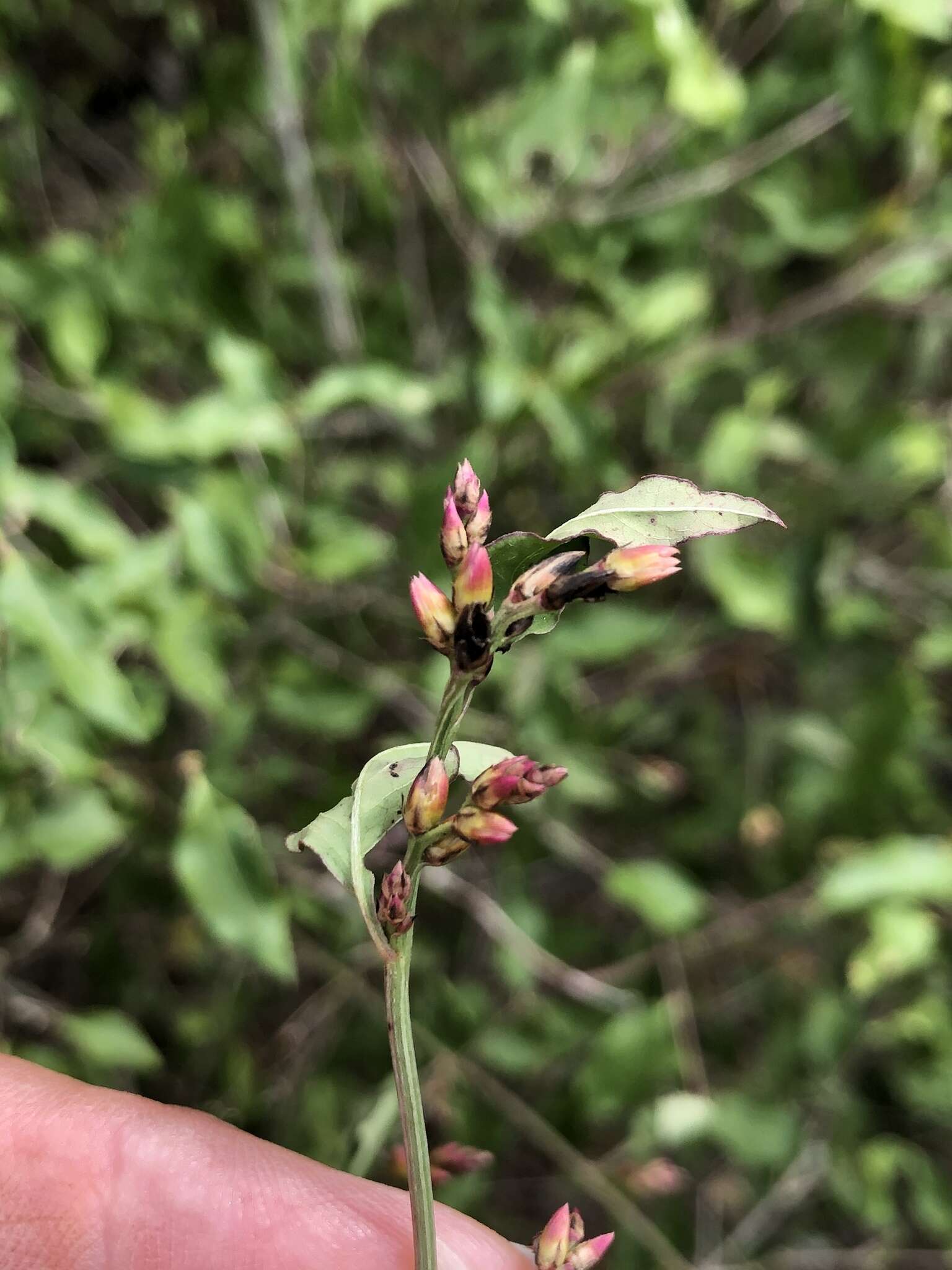 Imagem de Celosia nitida Vahl