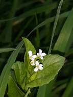 Image of white ballmustard