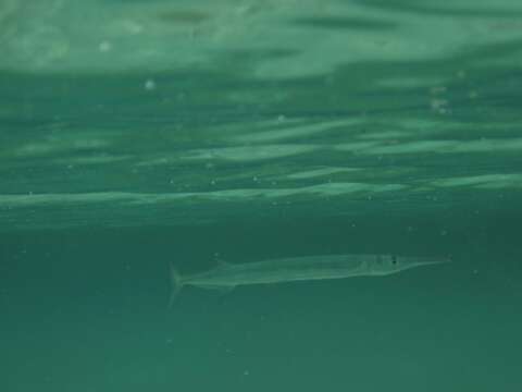 Image of Reef needlefish