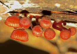 Image of bonnet mushrooms