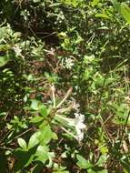 Image of Texas azalea