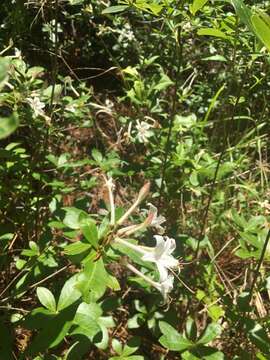 صورة Rhododendron oblongifolium (Small) Millais