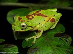 Imagem de Pseudophilautus poppiae (Meegaskumbura & Manamendra-Arachchi 2005)