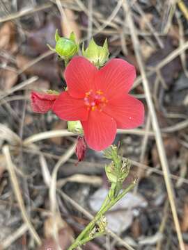 صورة Hibiscus rhodanthus Gürke ex Schinz