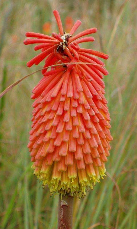 Слика од Kniphofia linearifolia Baker