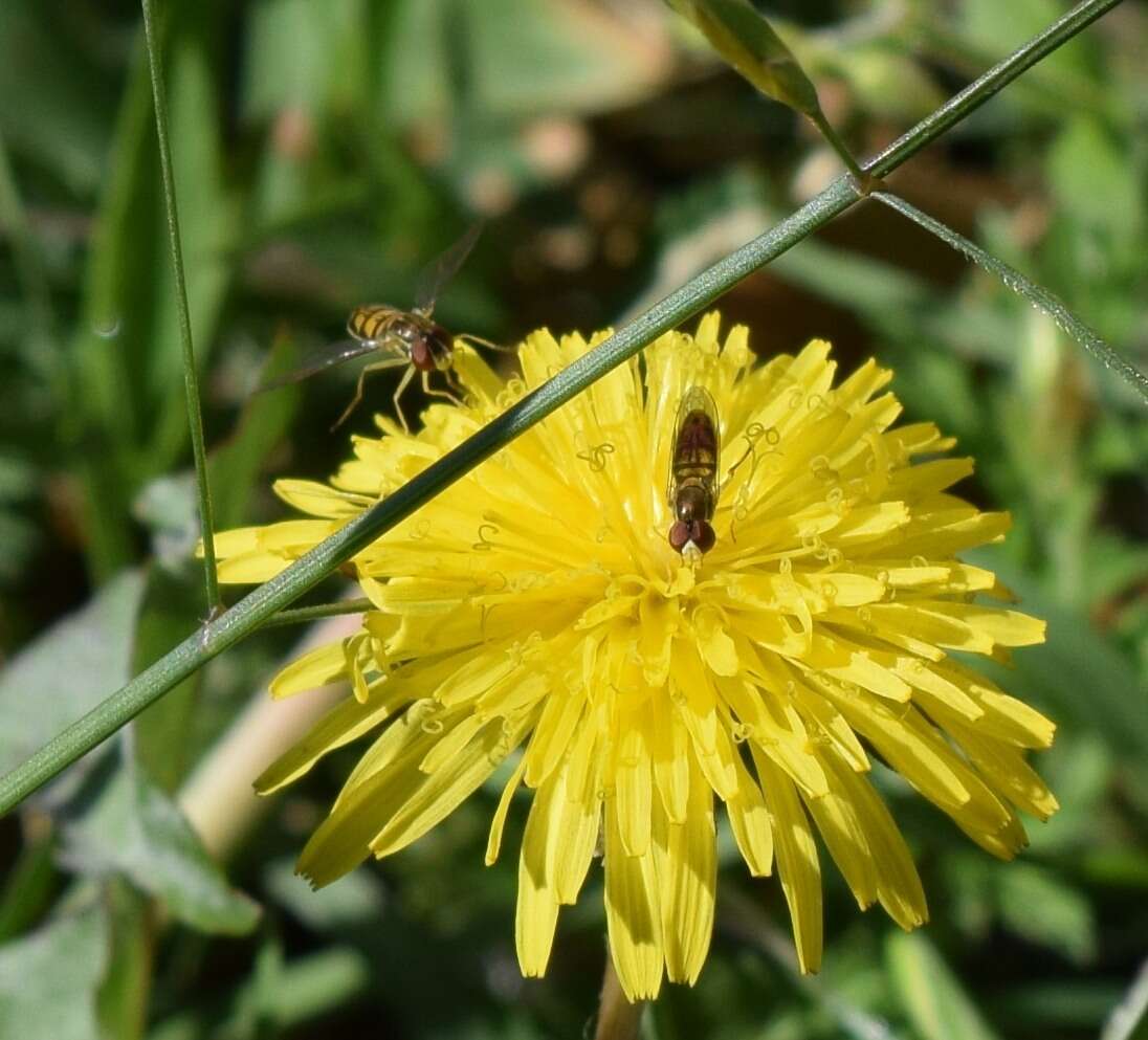 Toxomerus marginatus (Say 1823)的圖片