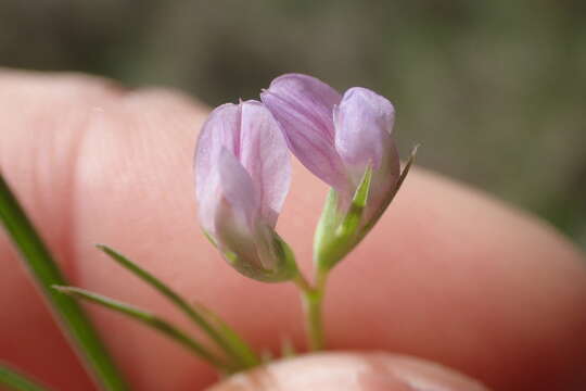 Lathyrus pusillus Elliott的圖片