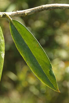 صورة Rhododendron rhodopus Sleum.