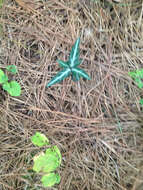 Image of striped prince's pine