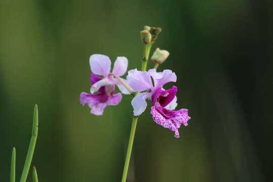 Image of Papilionanthe hookeriana (Rchb. fil.) Schltr.