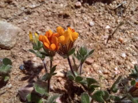 Plancia ëd Anthyllis lotoides L.