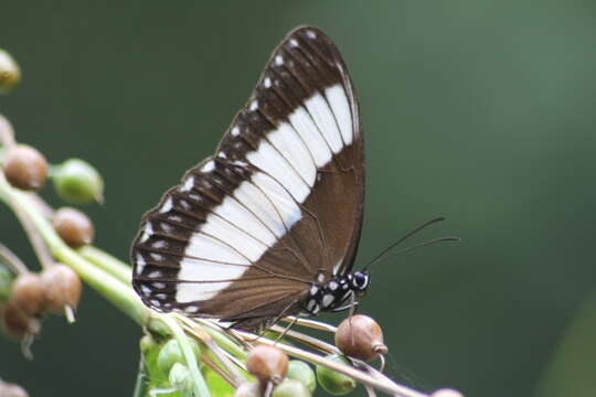 Imagem de Zethera pimplea Erichson 1834