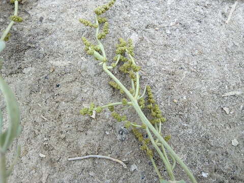 Image of Atriplex verrucifera Bieb.