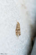 Image of Cabbage Webworm moth
