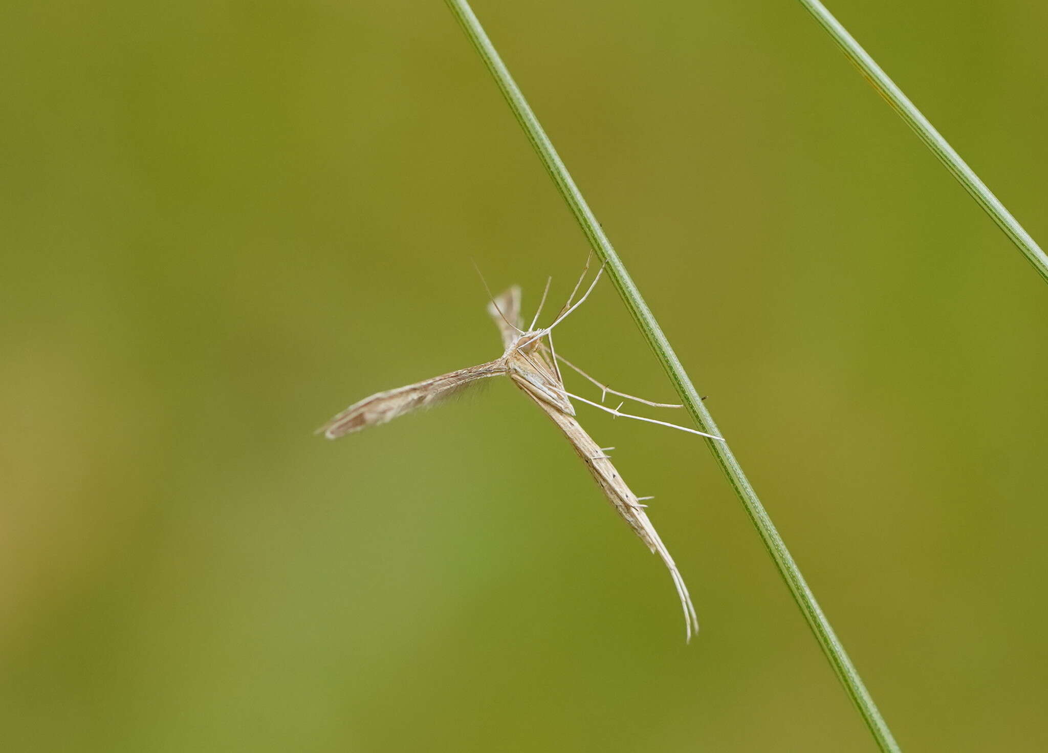 Image de Stenoptilia zophodactylus (Duponchel 1840)