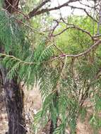 Image of Drooping Juniper