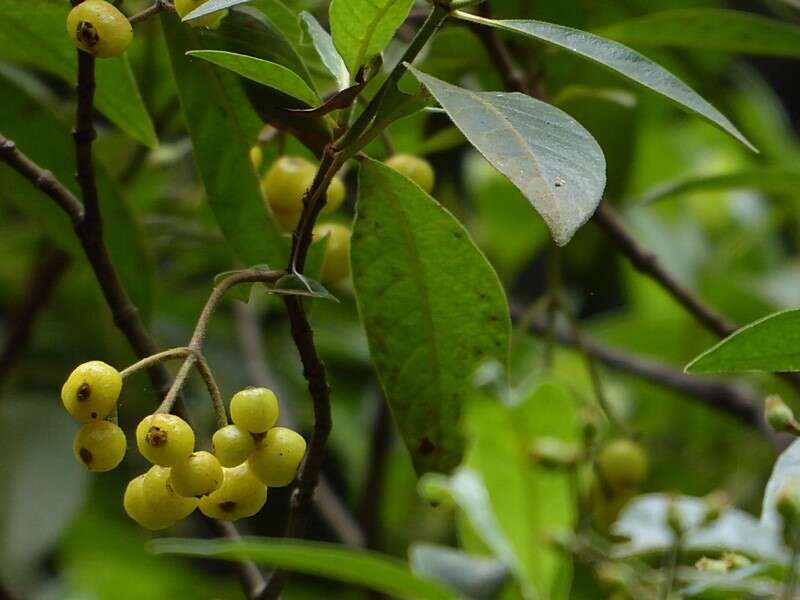 Image of Hairy Psychotria