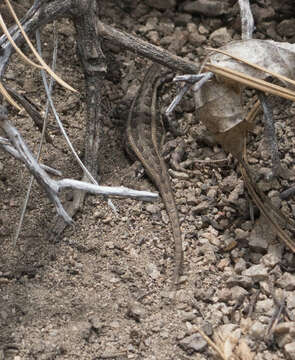 Image of Southern Sagebrush Lizard