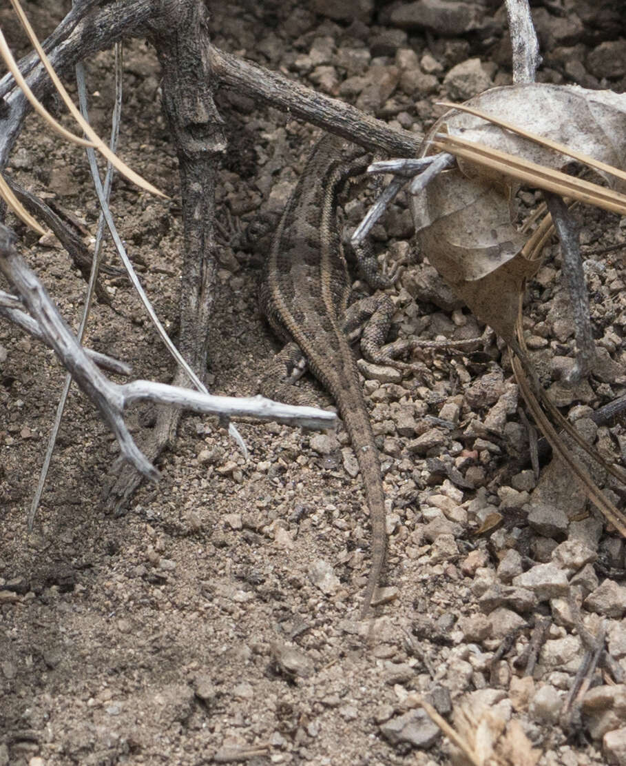 Image of Southern Sagebrush Lizard