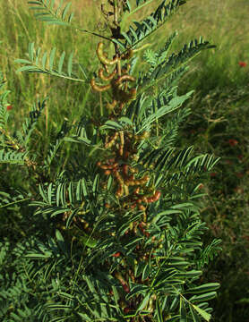 Image of Indigofera cryptantha Harv.