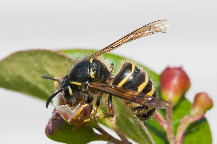 Image of Dolichovespula alpicola Eck 1984