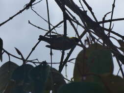 Image of Saffron-crowned Tanager