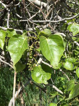 Image of Populus trichocarpa Torr. & A. Gray ex Hook.