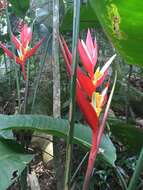 Image of Heliconia angusta Vell.