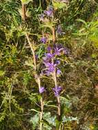 Imagem de Campanula glomerata subsp. farinosa (Rochel ex Besser) Kirschl.